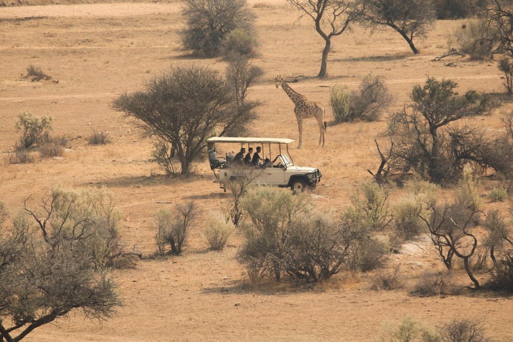 savannah, africa, safari-8079856.jpg